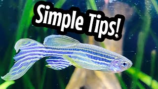 Zebra Danio Beginner Care [upl. by Liuka280]