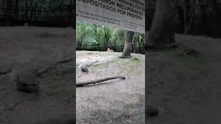 zoológico de chapultepec [upl. by Alesig]