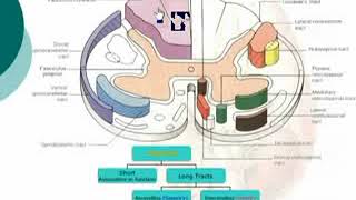 12 Tracts of the Spinal Cord Neuroanatomy  Dr Ahmed Kamal [upl. by Aryek]