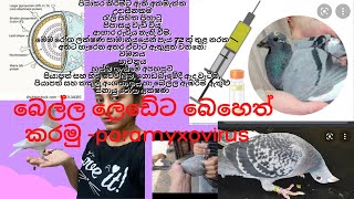 බෙල්ලෙ ලෙඩේට බෙහෙත්  paramyxovirus pigeon remediespigeonhow to vaccines pigeon with sachi [upl. by Annwahsal]