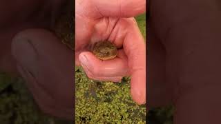 Giant bullfrog tadpole super cute tadpole releasing tadpole in duckweed pond shorts [upl. by Annaili]