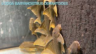 L200a Baryancistrus demantoides [upl. by Darby]