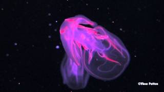 Bioluminescent Jellyfish [upl. by Annunciata]