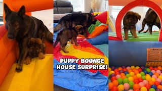 Puppy Bounce House Surprise [upl. by Cinemod202]