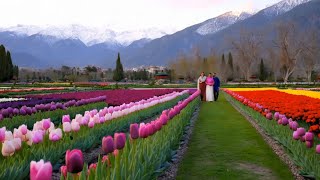 Tulip Garden Kashmir [upl. by Une]