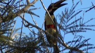 ARAÇARICASTANHO PTEROGLOSSUS CASTANOTIS CHESTNUTEARED ARACARI TUKANI Ave exótica [upl. by Cirde]