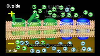 Action potential Animation جهد الفعل بشكل رسومات حركية رائعة [upl. by Charita]