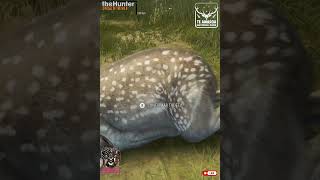 Caçando gamo 5 média não deu diamante no the Hunter call of the WiLD shorts xbox [upl. by Nanfa]