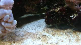 Warning if keeping sand gobies [upl. by Sebbie]