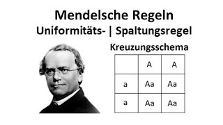 Mendelsche Regel  Uniformitätsregel  Spaltungsregel  Kreuzungsschema [upl. by Shel]