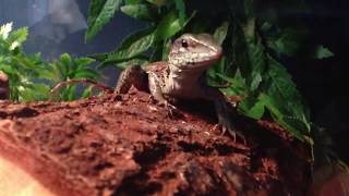 Green Ameiva Feeds on Large Cricket [upl. by Kaile]