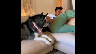 Animals Reaction to Owners Fart Hilarious Farting Animals 🤣❤️ shorts [upl. by Charis]