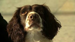 Hero sniffer dog proves shes top dog at Heathrow airport [upl. by Macdonald]