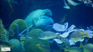 Humphead Wrasse Marine Aquarium [upl. by Darra]