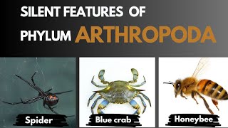 Arthropoda  Characteristic features with examples  Invertebrate  Insecta zoology [upl. by Anderegg]