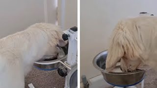 Confused Dog Forgets How To Drink From Water Bowl [upl. by Crin]