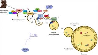 Macroautophagy  Transcriptional Regulation Lesson 1 [upl. by Eemaj914]