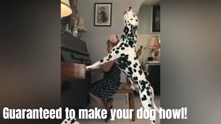 GUARANTEED TO MAKE YOUR DOG HOWL l Howling dogs Compilation 2019 [upl. by Fabi]