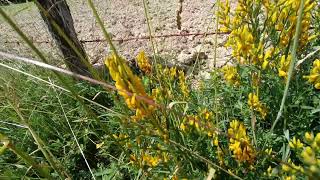 Genista Tinctoria ⛔ 11062023 La Bonnemais [upl. by Irakuy872]