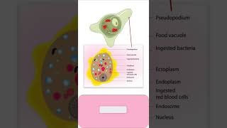 TROPHOZOITE of ENTAMOEBA HISTOLYTICA parasitology pathology microbiology medicalmicrobiology [upl. by Palma]