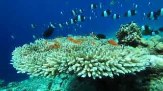 Dusit Thani Maldives House Reef [upl. by Barbee]