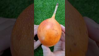 Descubre la granadilla una fruta deliciosa [upl. by Hayidah]