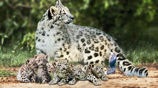 How Snow Leopard Giving Birth To Cute Cubs [upl. by Eidnim]