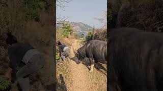 A daily day of herding cattle Haha Recording real life Herding cattle Rural life [upl. by Niggem239]