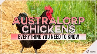 Australorp Chickens Everything You Need To Know [upl. by Henrietta]