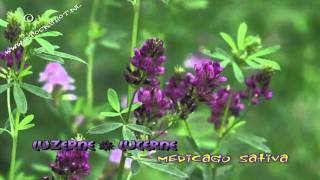 lucerne  luzerne  medicago sativa  alfalfa [upl. by Onilatac]