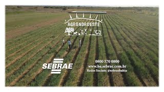 SEBRAE BAHIA AGRONORDESTE 2021 [upl. by Jaclin]