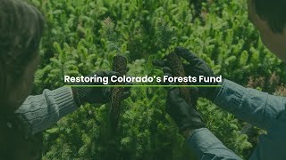 Restoring Colorados Forests Fund [upl. by Yoshio]