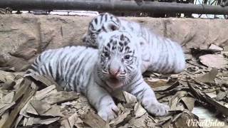 21 day old Bengal tiger cubs at Emperor Valley Zoo [upl. by Spring]