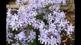 Woodland Phlox Phlox divaricata [upl. by Trygve]