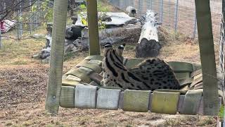 Do Serval Cats Have Stripes or Spots cat catvideo catvideos facts animalfacts funfacts cats [upl. by Neelat]