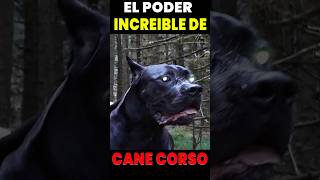 😱👉 INCREÍBLE Poder de un Cane Corso 💪💣 [upl. by Aileve801]