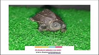 DNATecosistemas Tortuga China baby CCEE Chinemys reevesii [upl. by Amann317]