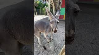 Kangaroo marsupial Sweet cute animal video [upl. by Anitsenre]