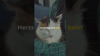 ❤️ Der Herzschlag einer Katze liegt zwischen 140 und 220 Schlägen pro Minute [upl. by Elleral]