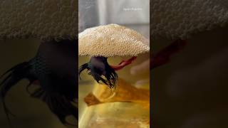 Betta fish breeding 😍 shorts bettafish breeding [upl. by Woehick]