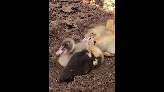 Ancona ducklings taking a break [upl. by Manton]