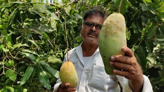 KING MANGO  Latest Mango  Saptagiri Nursery  7075858499 [upl. by Shwalb]