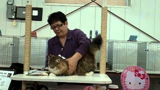 Siberian cat at the TICA cat show in Brighton CO Nov 17 2013 [upl. by Herrod]