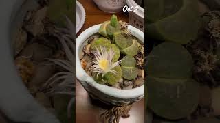 Succulent Lithops Living stone flowering in my home  October 2024 [upl. by Timmi412]