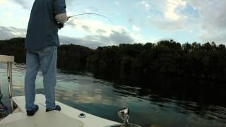 Fly Fishing for Striper on Smith Mountain Lake [upl. by Willette87]