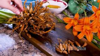 How to Eat Daylilies  with Christa Swartz of PREPSTEADERScom [upl. by Aketal341]