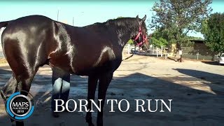 Black Caviar  Born To Run 2012 dir Hussain Neissi  MAPS Film School [upl. by Veradis]