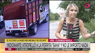 Un fletero atropelló a una perrita y no le importó nada [upl. by Starks]