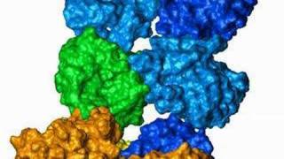 Rhodopsin interaction with transducin [upl. by Perrins614]