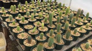 Cactus Island Nursery  Williston Florida [upl. by Doownelg]